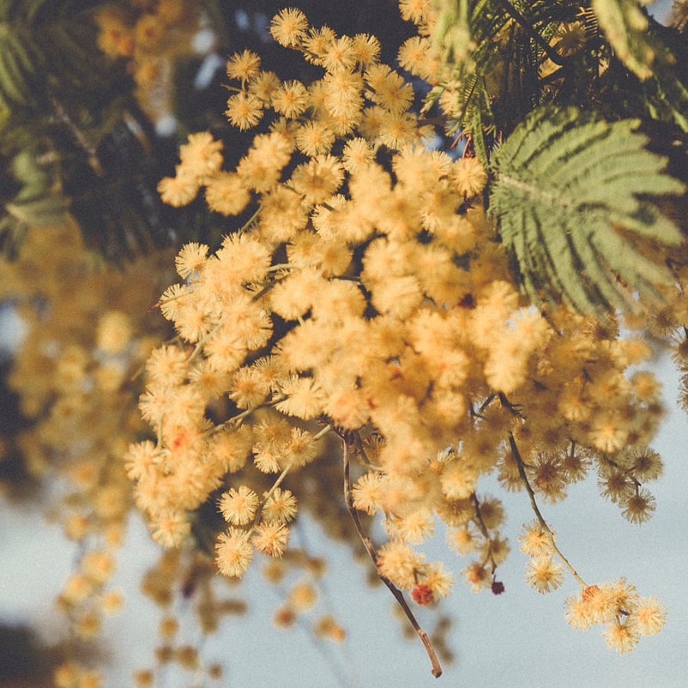 Meet your Posher, Ariel